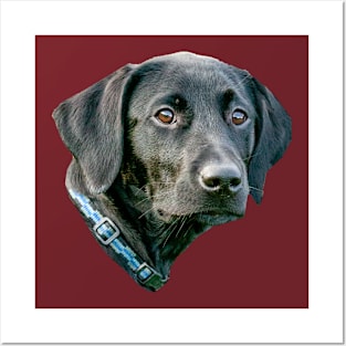 Black Labrador Puppy Posters and Art